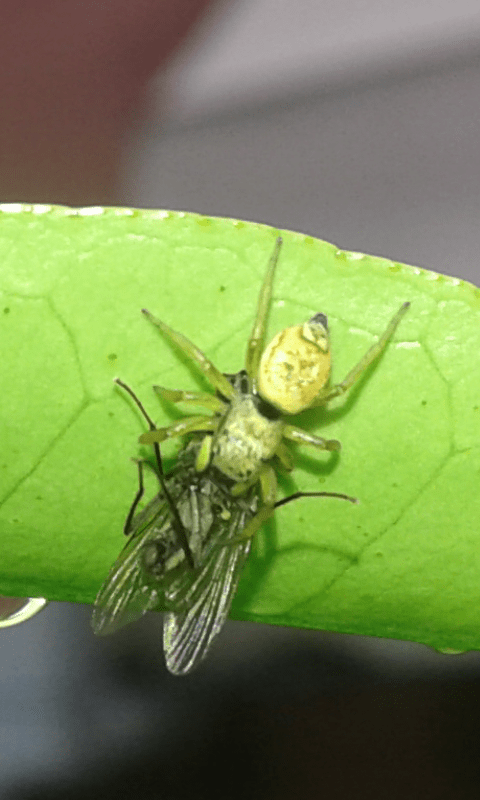 Salticidae : Heliophanus tribulosus? S�, giovane